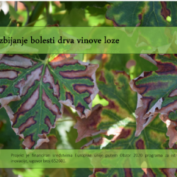 1# Suzbijanje bolesti drva vinove loze