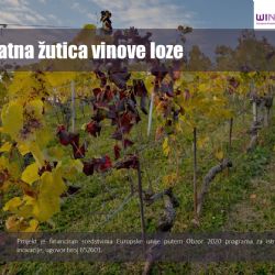 3# Zlatna utica vinove loze