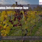 4#  Zlatna žutica vinove loze