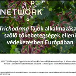 Trichodrma fajok alkalmazsa a szolo tokebetegsgek elleni vdekezsben Eurpban (PPT)