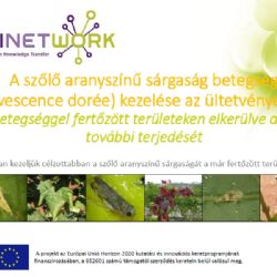A szolo aranyszínu sárgaság betegség (Flavescence dorée) kezelése az ültetvényekben (PPT)