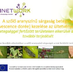 A szolo aranysznu srgasg betegsg (Flavescence dore) kezelse az ltetvnyekben (PPT)