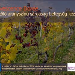 Flavescence dore (FD) - #2 szekci