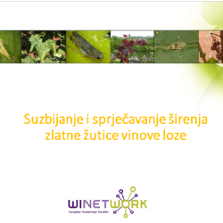 Zlatna zutica vinove loze: mjere suzbijanja i sprjecavanja sirenja