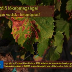 A szőlő tőkebetegésgei (GTDs) - #2 szekció