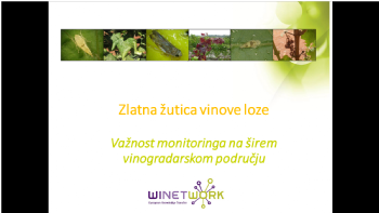 Zlatna zutica vinove loze: vaznost pracenja na sirem vinogradarskom podrucju