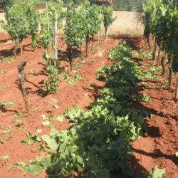 Infected vines removal (K. Grozic)